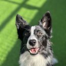 스테이영 애견학교 이미지