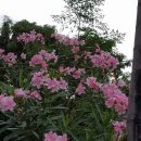 함포고복 이미지