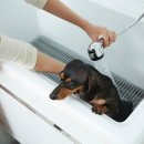 피피푸푸 이미지