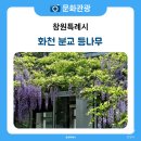 북면초등학교화천분교장 | 5월의 향기 날리는 화천 분교 등나무