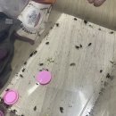 153팜 이미지