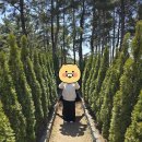 소디스커피 이미지