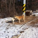 해밀염소농원 이미지