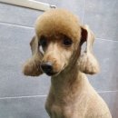 깍까독 이미지