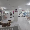 테디라인 | 안산 애견미용, 테디라인이 너무 잘 어울렸던 러비더비 후기