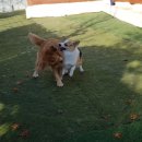 애견천사들 이미지