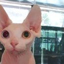 애니멀프렌즈 이미지