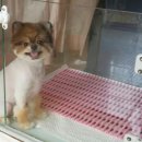 둘리애견 이미지