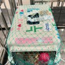 누리켄넬 이미지