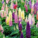 #오늘의탄생화-(11월2일)﻿ 🌸 루피너스(Lupinus), 층층이 부채꽃 이미지