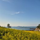 수성당 | [부안 여행] 4월 부안 수성당 유채꽃밭 다녀온 후기! (부제: 제주도가 따로 없수다)