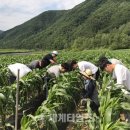 충북금오