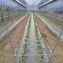 철원농장 이미지