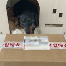 꼬dog꼬dog 이미지