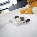 도그웨이 청주점 이미지