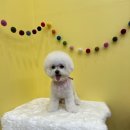 조아펫살롱 이미지