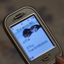 황금오리 이미지