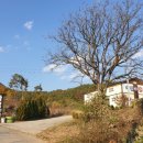 청도아델 이미지