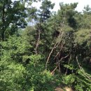 우암산등산로2 이미지