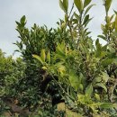 성장농장 이미지