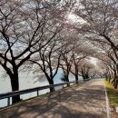 노량 해안도로길 이미지