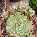 라온하제 이미지