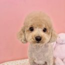 개순이 살롱 이미지