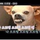 코히루 이미지