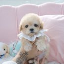 내품안의반려견 노원점 이미지