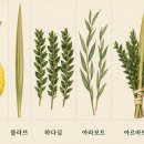 초막절(2) - 초라한 집, 풍성한 상징 이미지