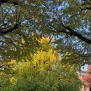 연못 | 도쿄 도쿄대학교 은행나무 포토존 및 산시로 연못 산책 후기