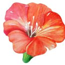 온천천시민공원 수국 이미지