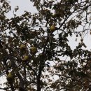 창원 인곡리 모과나무 이미지