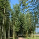 섬진강대나무숲길 이미지