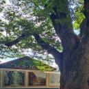 느티나무길>금강공원길 이미지