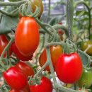 화수분농장 이미지