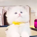 왕발고양이