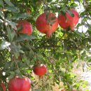 김준식농장 이미지