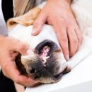 이오동물병원 이미지