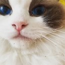 랙돌캐터리파이널돌 이미지