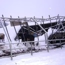 산외목장 이미지