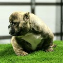 하이롤러 코리아 이미지