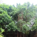 N104 | [방콕 호텔] 방콕 호텔 애드 립_ Ad Lib 후기_조식이 맛있고 수영장이 있는 호텔