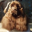 태권돌이 이미지