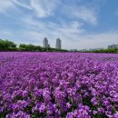 금호강5 이미지