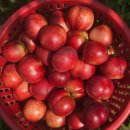 승주농장 이미지