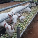 해원목장 이미지