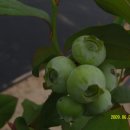 도천농장 이미지