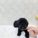 봉산동 강아지 이미지