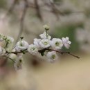 작은마을, 작은숲 이미지